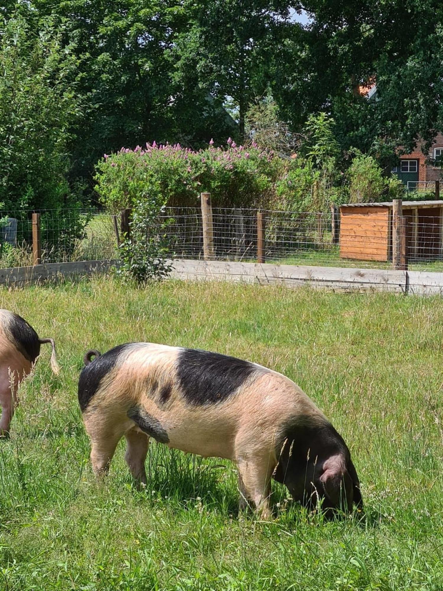 Naturhof Buschwiesen - Wohnung Lama Wilsum Extérieur photo